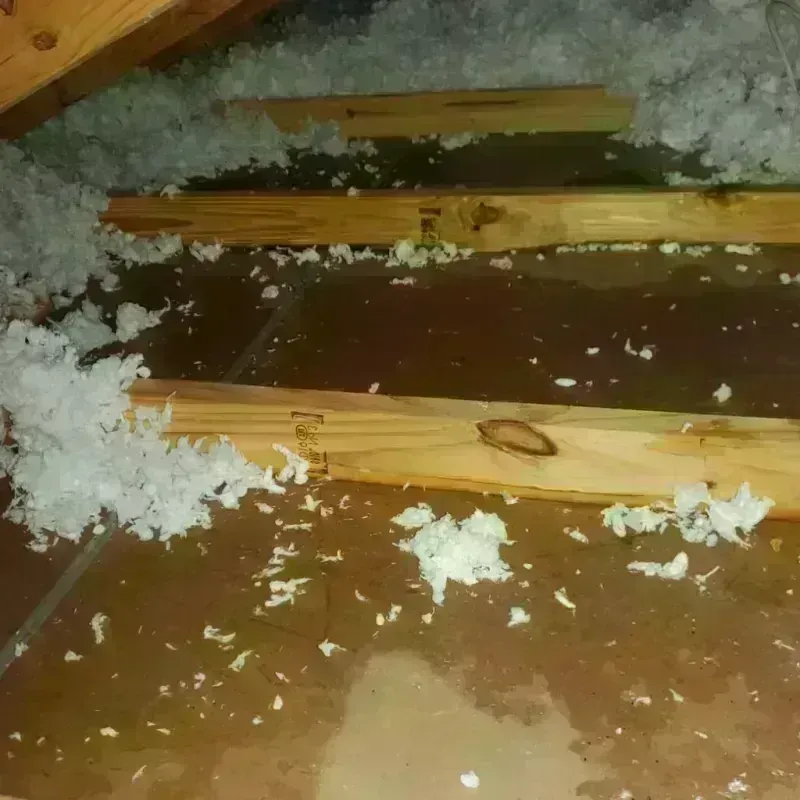 Attic Water Damage in Raymondville, TX