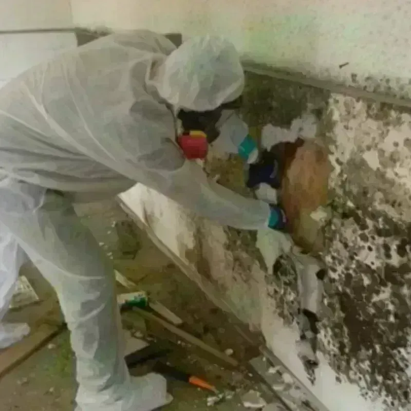 Mold Remediation and Removal in Raymondville, TX